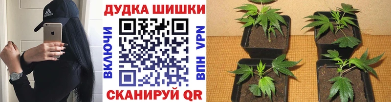 дарнет шоп  blacksprut ССЫЛКА  Бошки марихуана семена  Очёр 